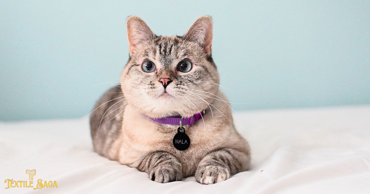 Meet Nala Cat The Instagram Star