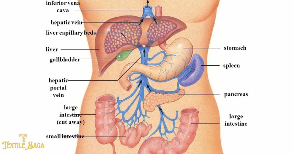 Digestive System Diagram